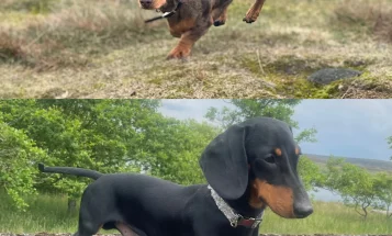 Dachshund (Smooth Haired)