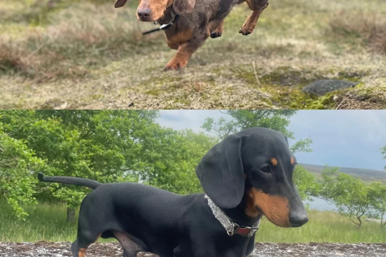 Dachshund (Smooth Haired)