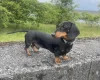 Dachshund (Smooth Haired)