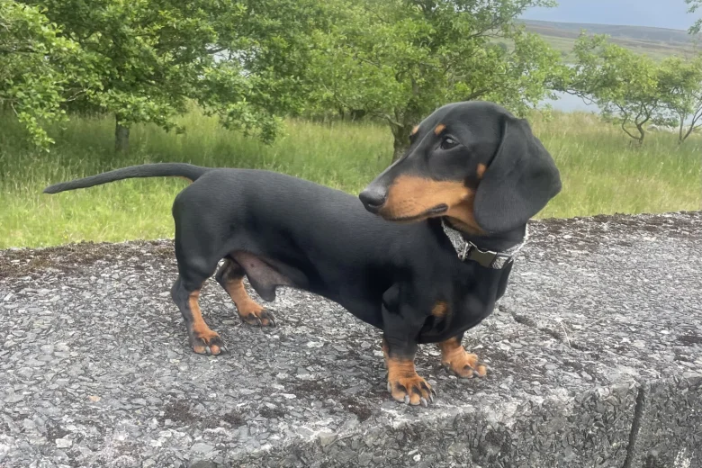 Dachshund (Smooth Haired)