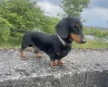 Dachshund (Smooth Haired)