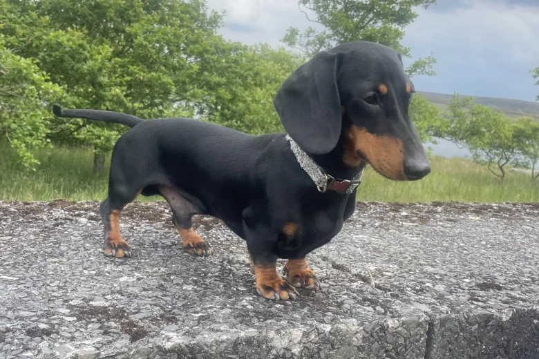 Dachshund (Smooth Haired)