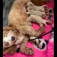 Cavapoo - Dogs