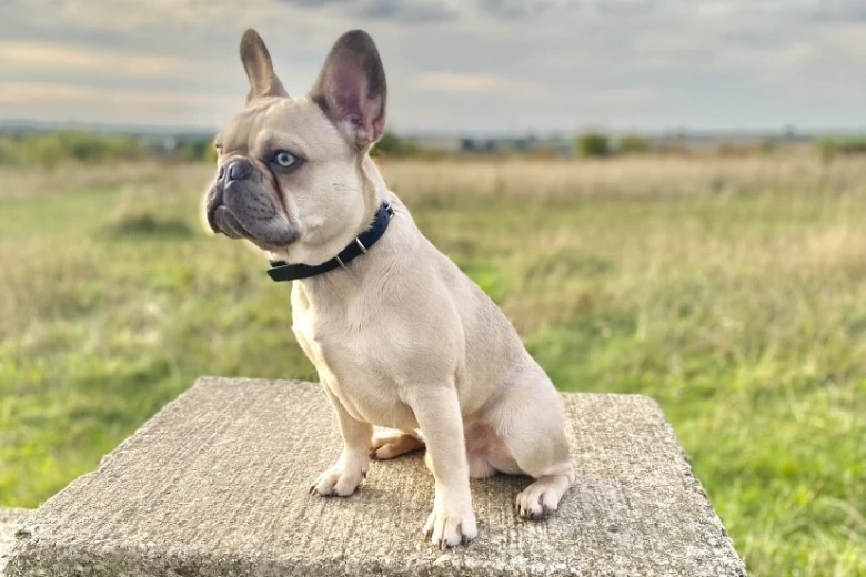 French Bulldog
