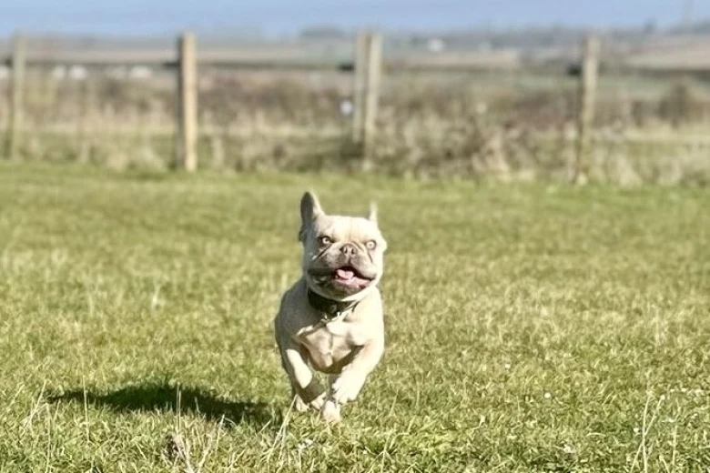 French Bulldog