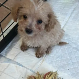 Poochon - Both