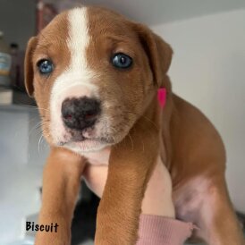 Staffordshire Bull Terrier - Both