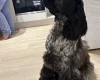 Cocker Spaniel (Show)