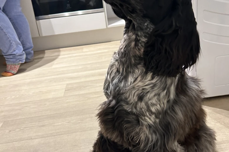 Cocker Spaniel (Show)