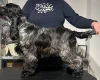 Cocker Spaniel (Show)