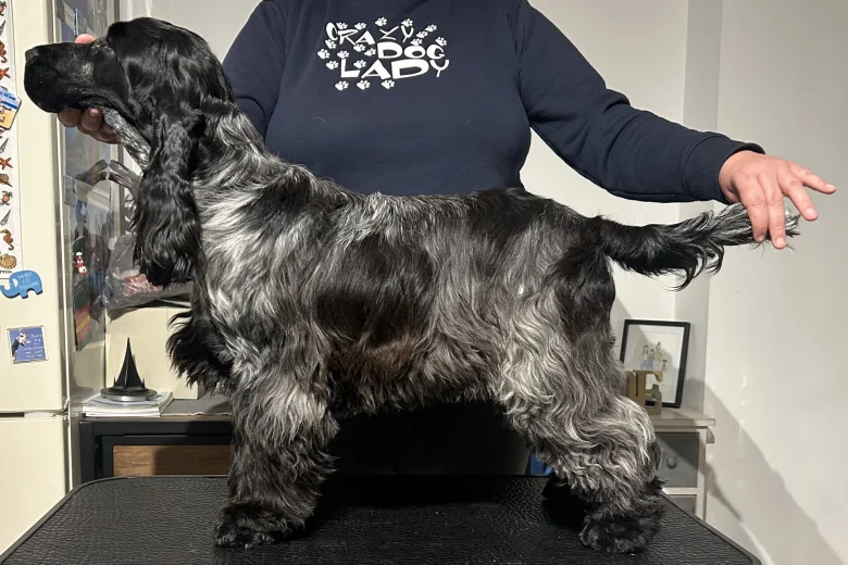 Cocker Spaniel (Show)