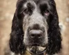 Cocker Spaniel (Show)