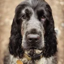 Cocker Spaniel (Show)