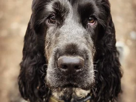 Cocker Spaniel (Show)