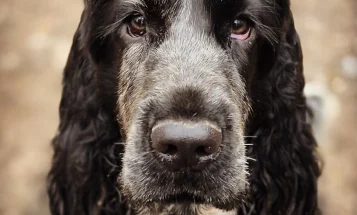 Cocker Spaniel (Show)