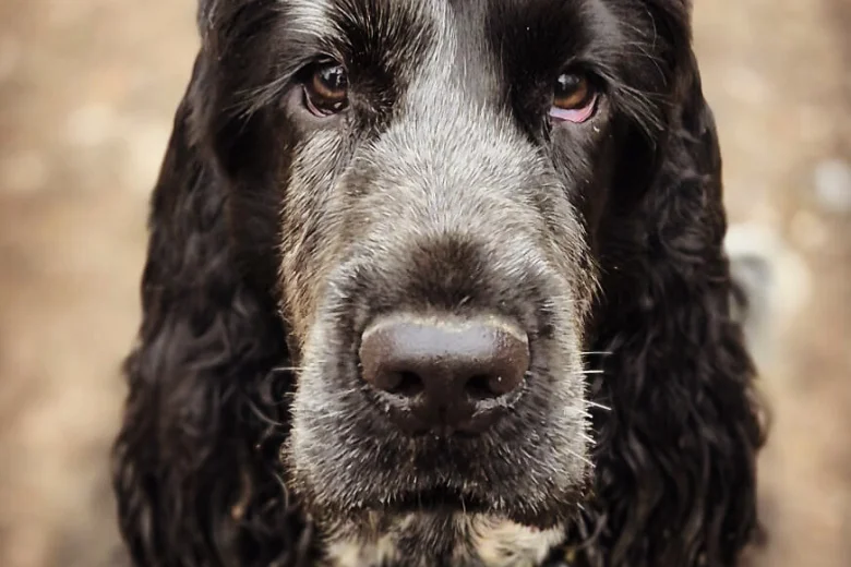 Cocker Spaniel (Show)