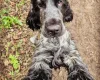 Cocker Spaniel (Show)