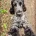 Cocker Spaniel (Show)
