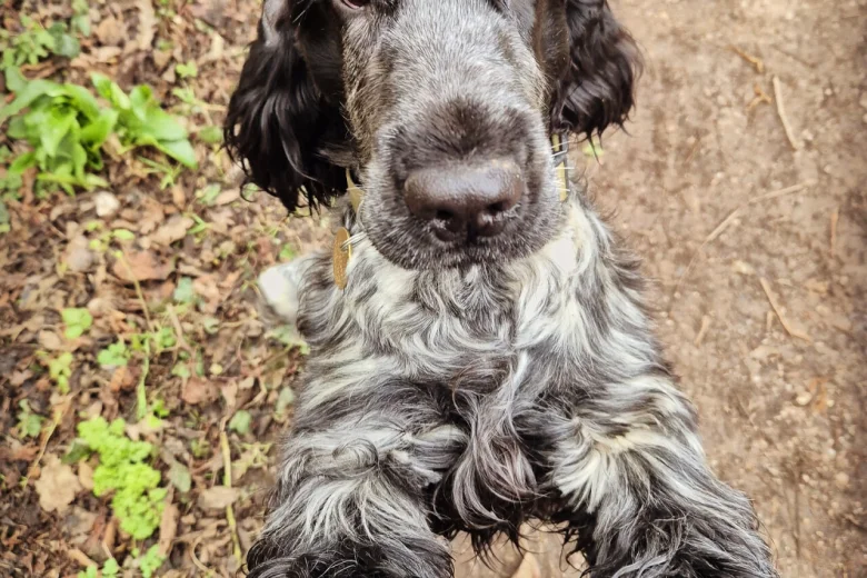 Cocker Spaniel (Show)