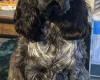 Cocker Spaniel (Show)