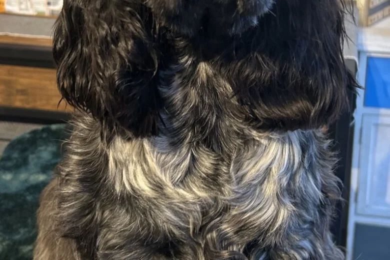 Cocker Spaniel (Show)