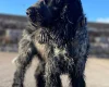 Cocker Spaniel (Show)