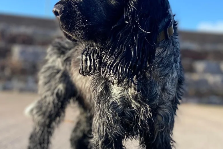 Cocker Spaniel (Show)