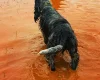 Cocker Spaniel (Show)