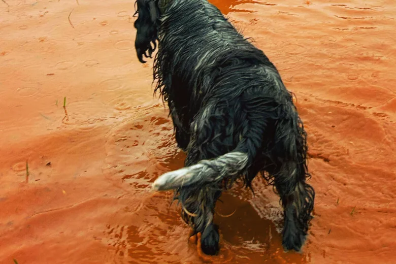 Cocker Spaniel (Show)
