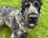 Cocker Spaniel (Show)