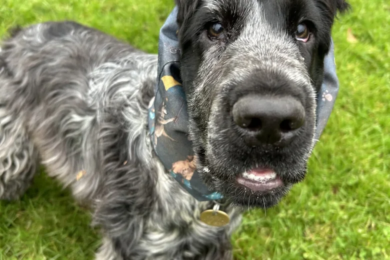 Cocker Spaniel (Show)