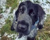 Cocker Spaniel (Show)