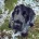 Cocker Spaniel (Show)