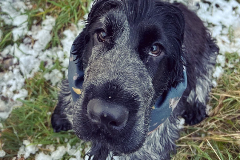 Cocker Spaniel (Show)