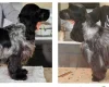 Cocker Spaniel (Show)