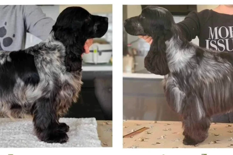 Cocker Spaniel (Show)