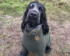Cocker Spaniel (Show)