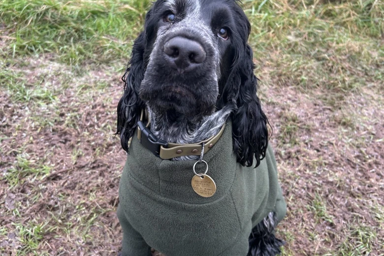 Cocker Spaniel (Show)
