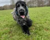 Cocker Spaniel (Show)