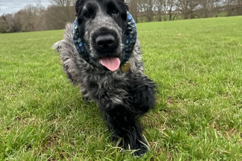 Cocker Spaniel (Show)