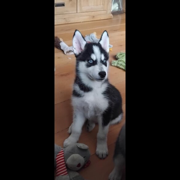 Siberian Husky - Both
