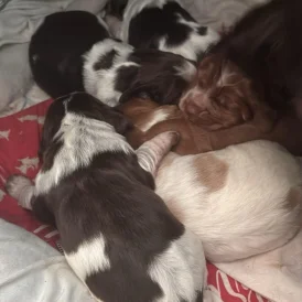 Sprocker Spaniel - Both