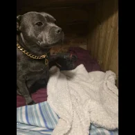 Staffordshire Bull Terrier - Both