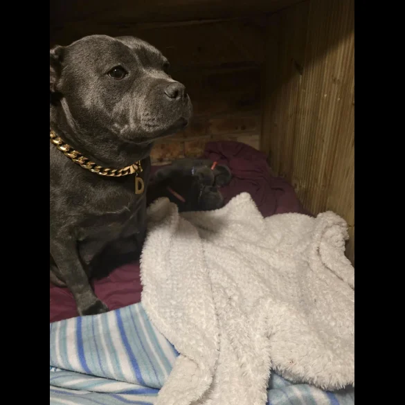 Staffordshire Bull Terrier - Both