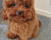 Toy Poodle
