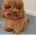 Toy Poodle