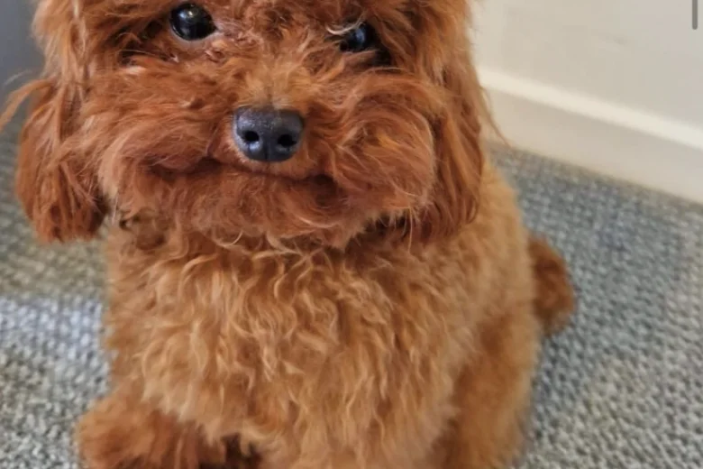 Toy Poodle