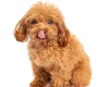 Toy Poodle