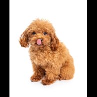 Toy Poodle