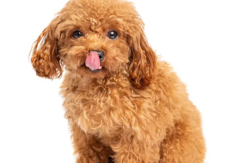 Toy Poodle